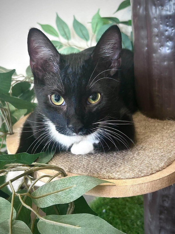 Armani (Lucky Paw)