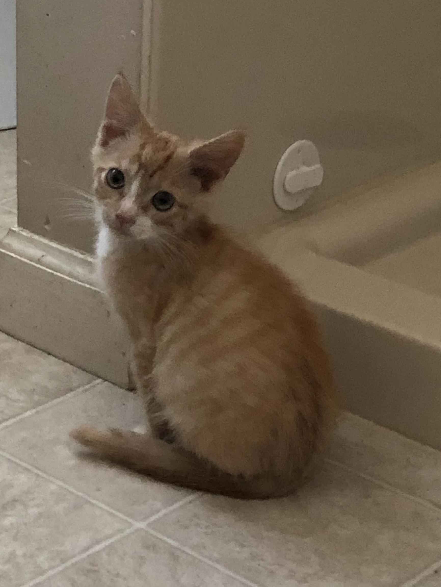 Freckles Foster Cat