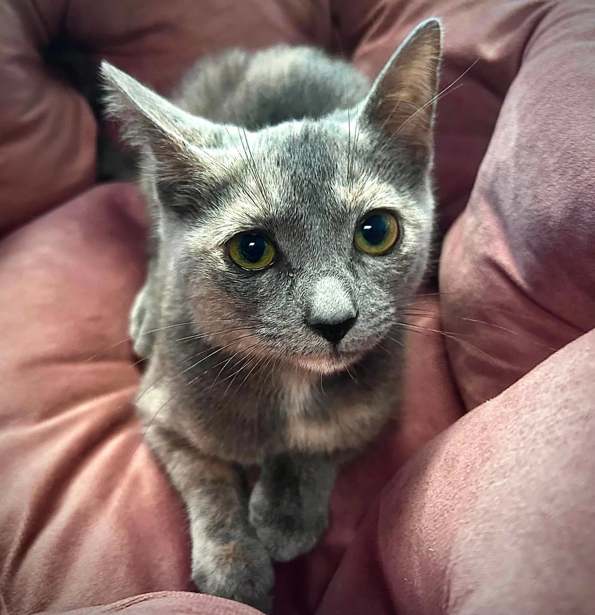 Phoebe