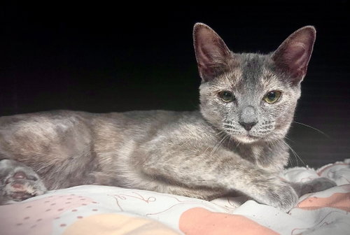 Phoebe, a cat for adoption from Forever Love Rescue Inc