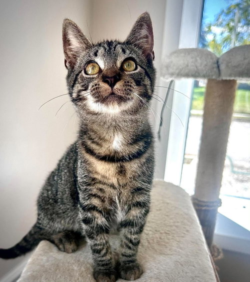 Shenanigans, a cat for adoption from Forever Love Rescue Inc