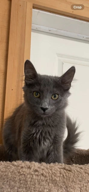 Sterling Foster Cat