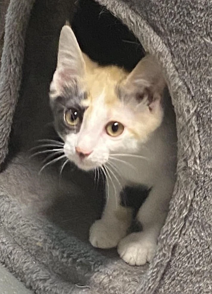 Strawberry Foster Cat