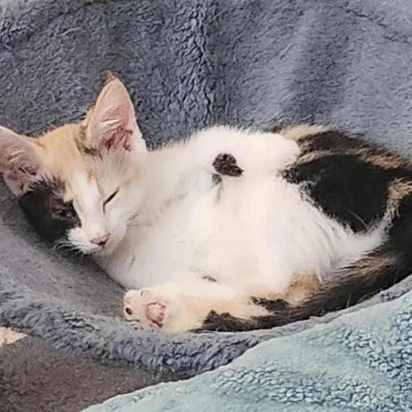 Strawberry Foster Cat image 2