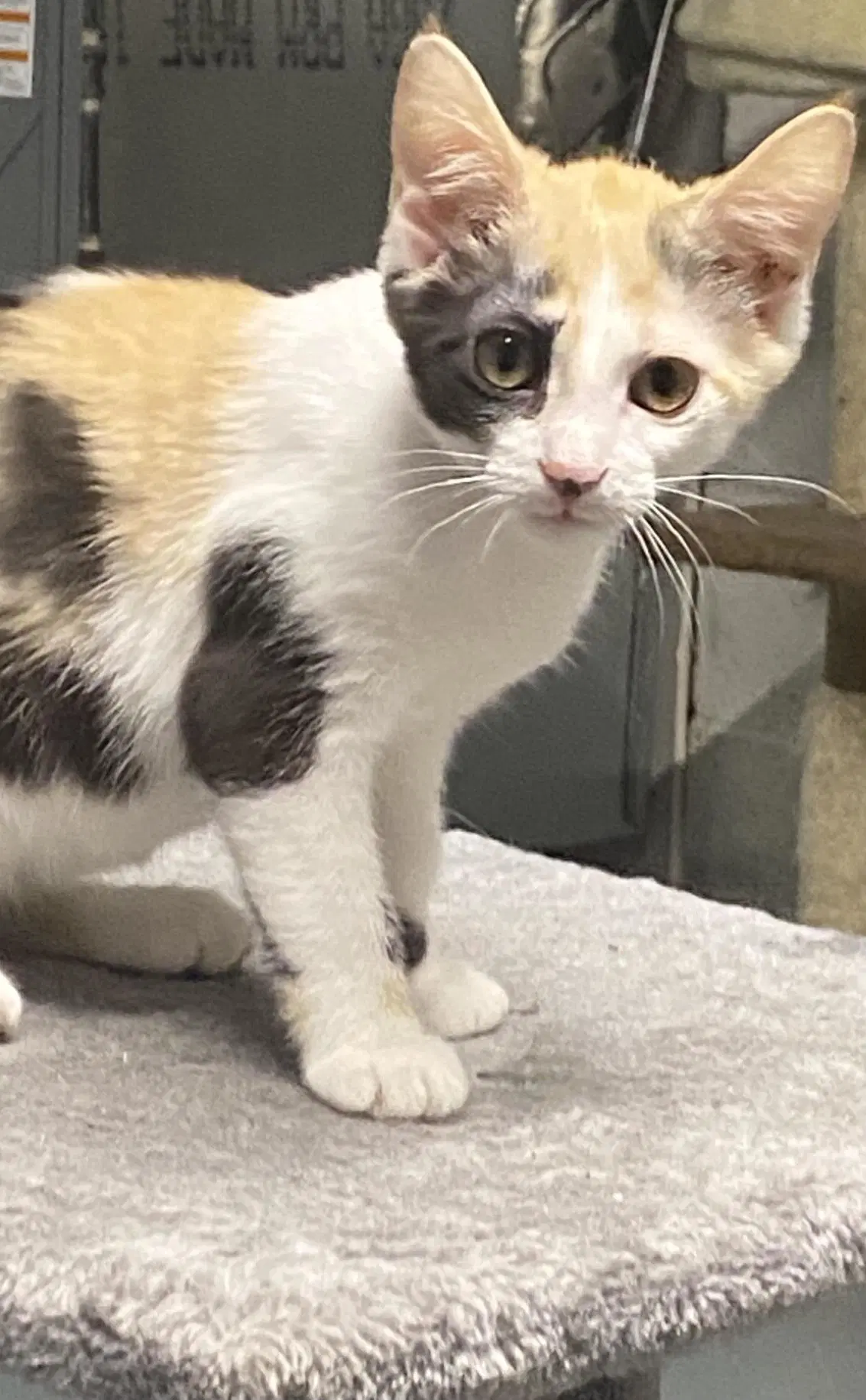 Strawberry Foster Cat image 3