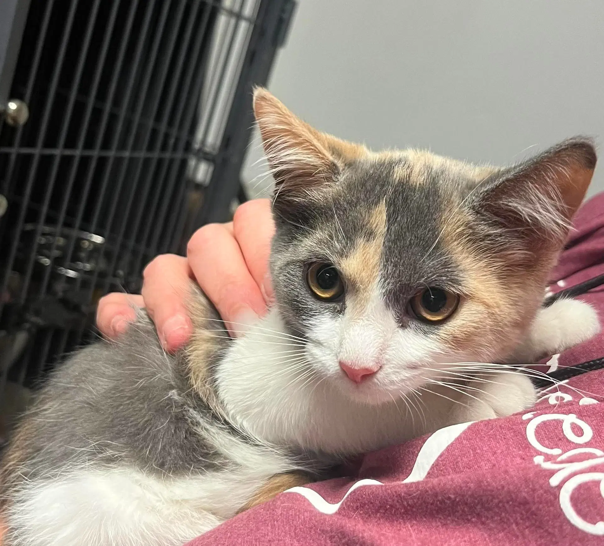 Junie - Domestic Short Hair