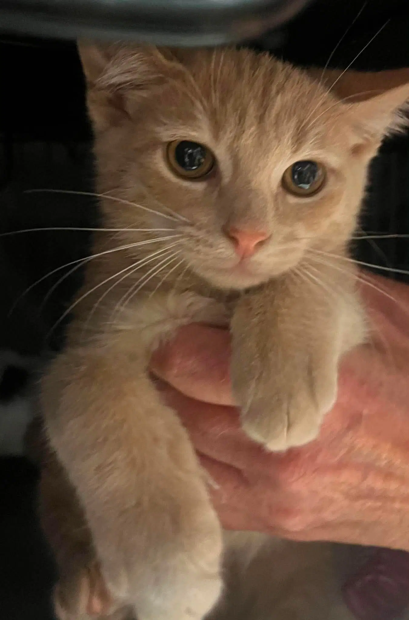Avery - Domestic Short Hair