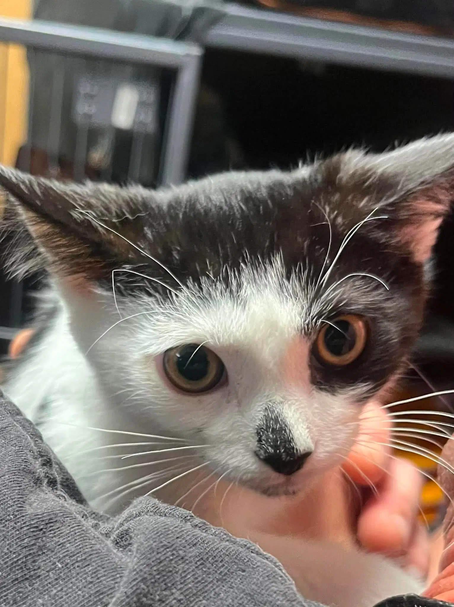 Frankie - Domestic Short Hair