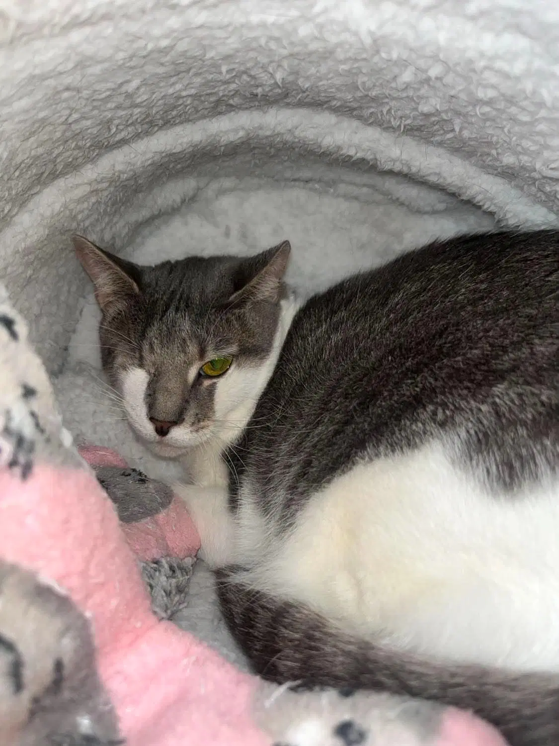 Xena - Domestic Short Hair