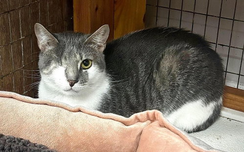 picture of the cat needing adoption