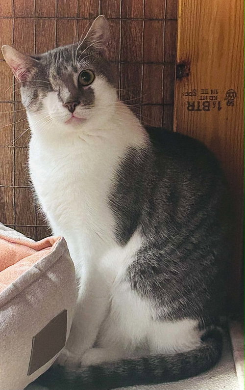 Xena, a cat for adoption from Forever Love Rescue Inc