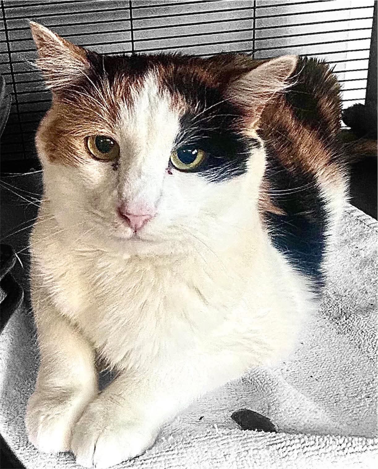 Ginger - Domestic Short Hair