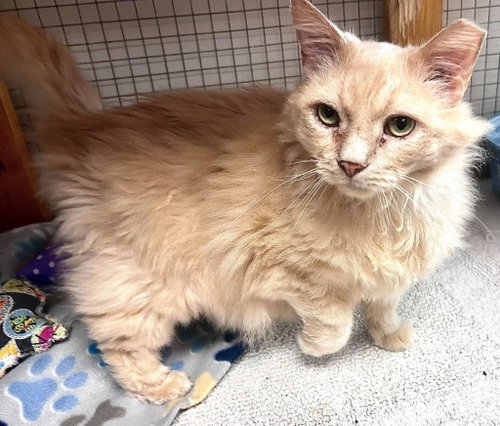 Valentino, a cat for adoption from Forever Love Rescue Inc