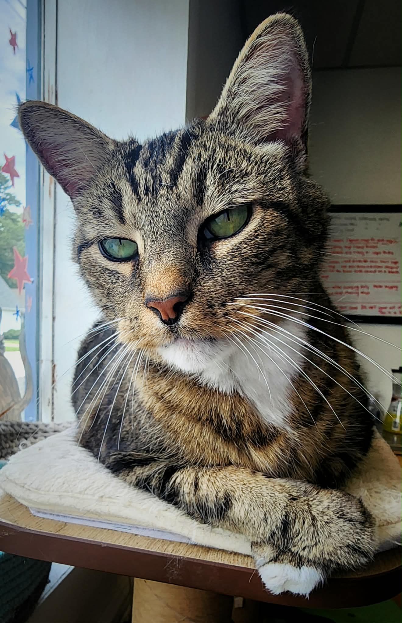 Simon - Domestic Short Hair