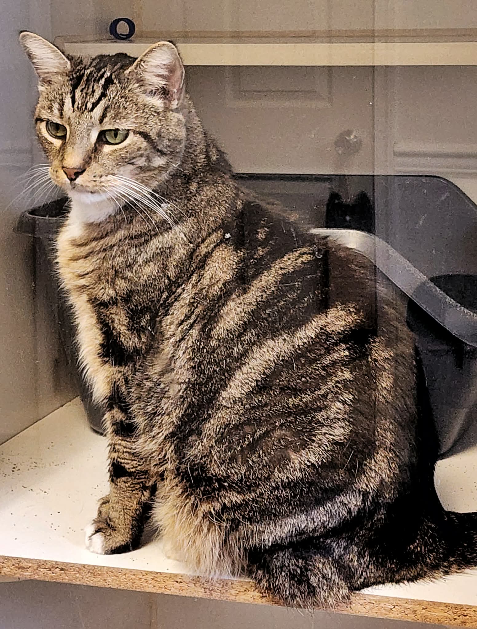 Simon image 3