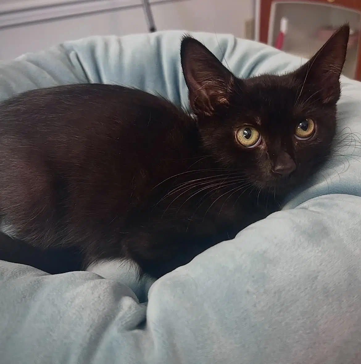 Buzz - Domestic Short Hair