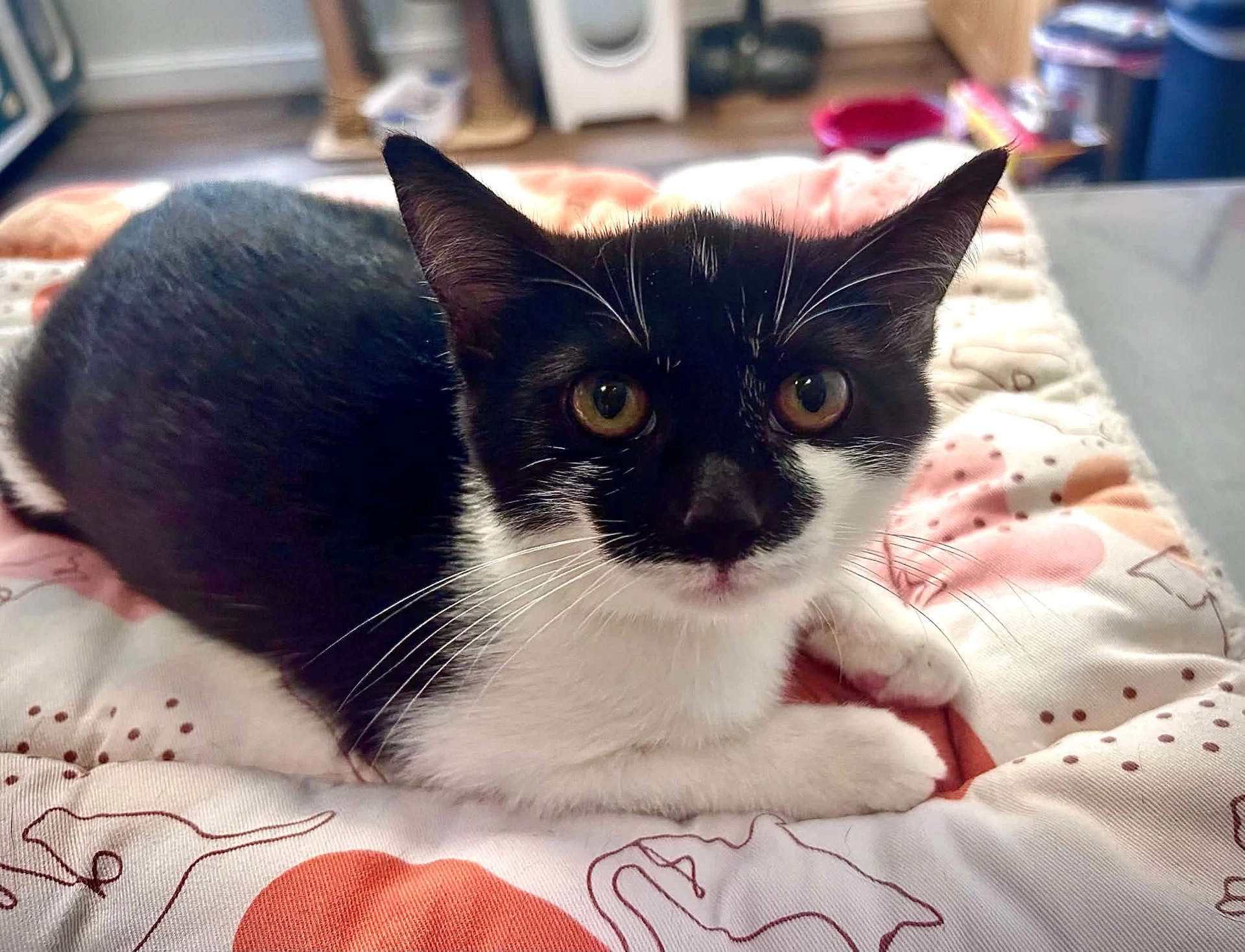 Penny