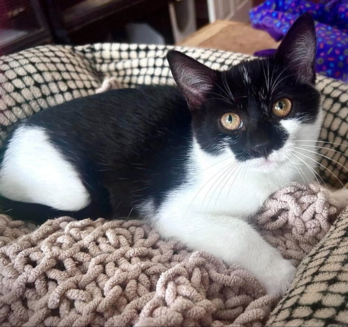 Penny, a cat for adoption from Forever Love Rescue Inc