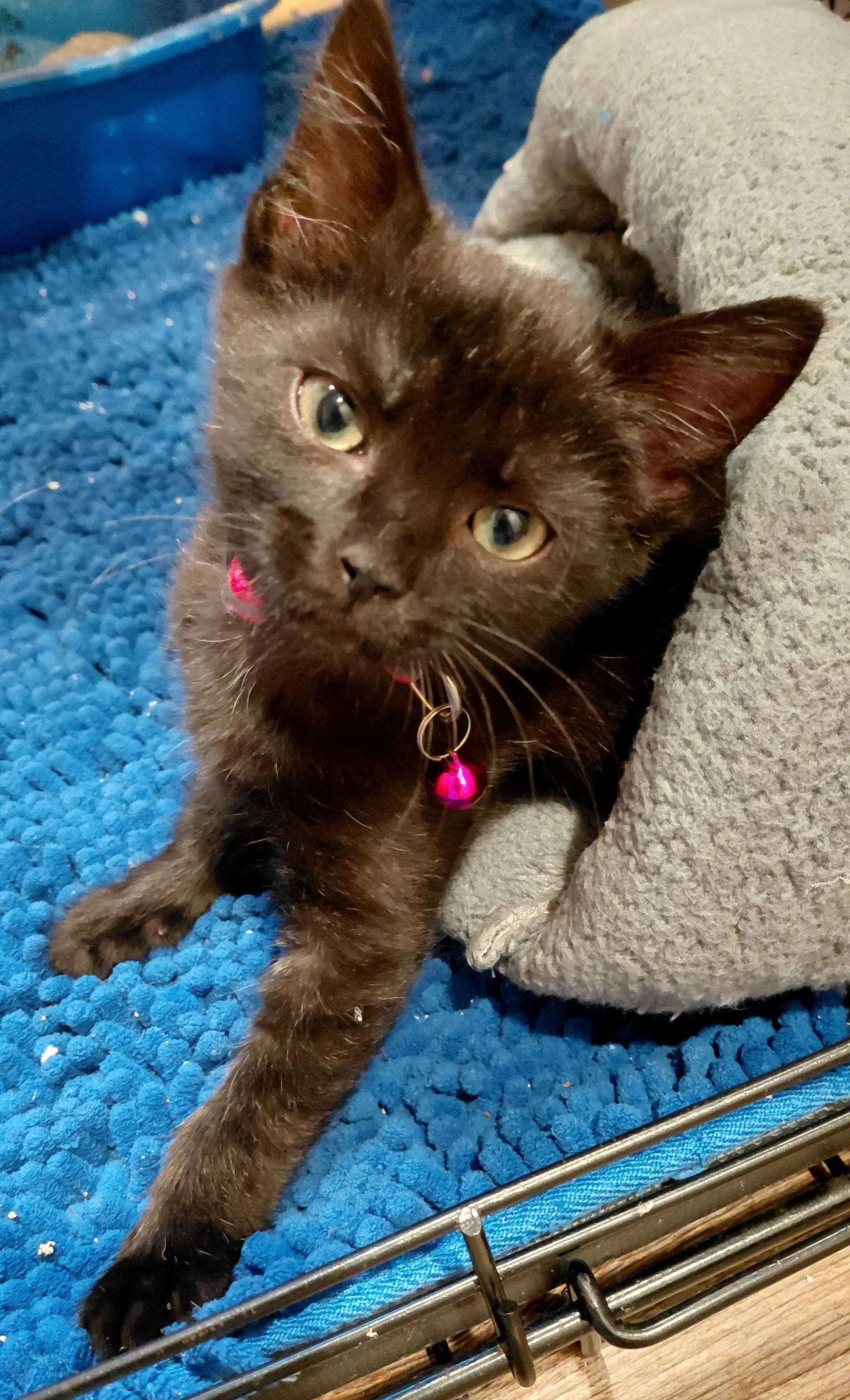 Grace Bonded With Faith Foster Cat - Domestic Short Hair