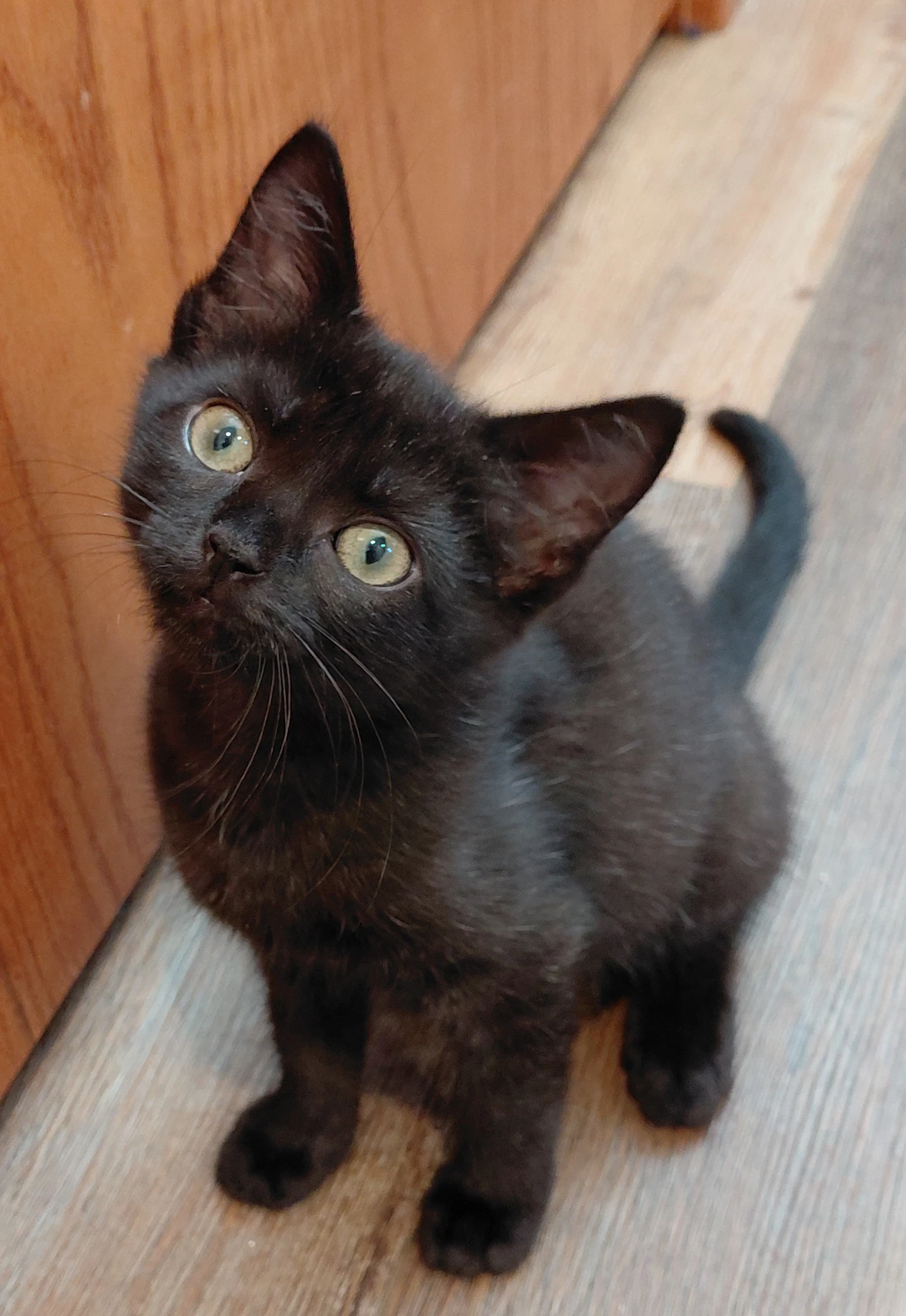 Faith  Bonded With Grace  Foster Cat