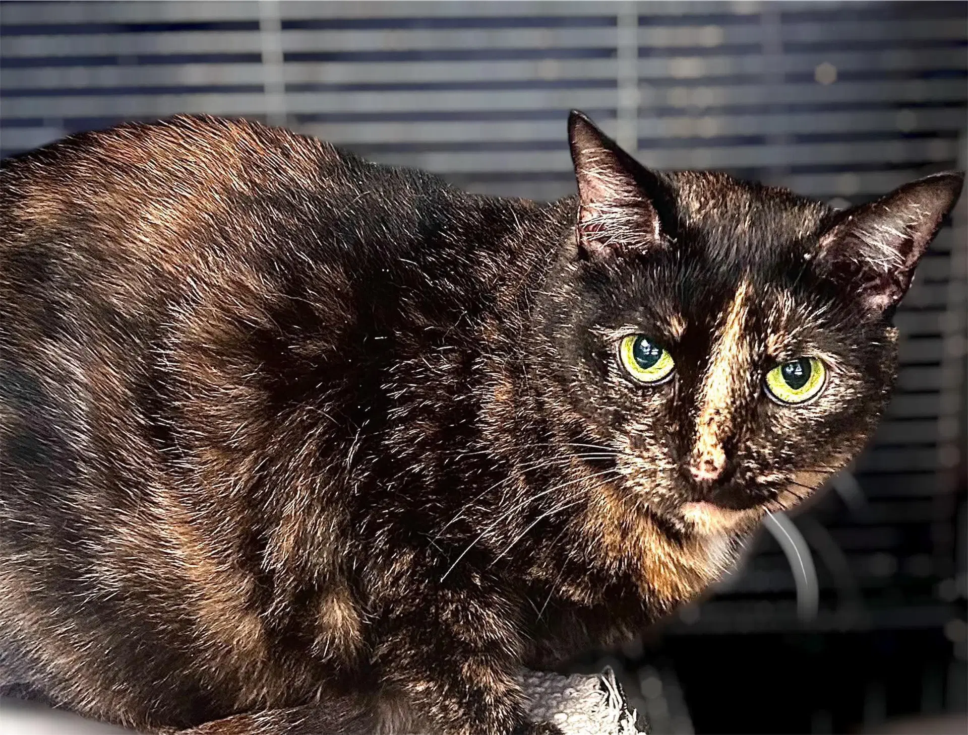 Mew Mew - Domestic Short Hair