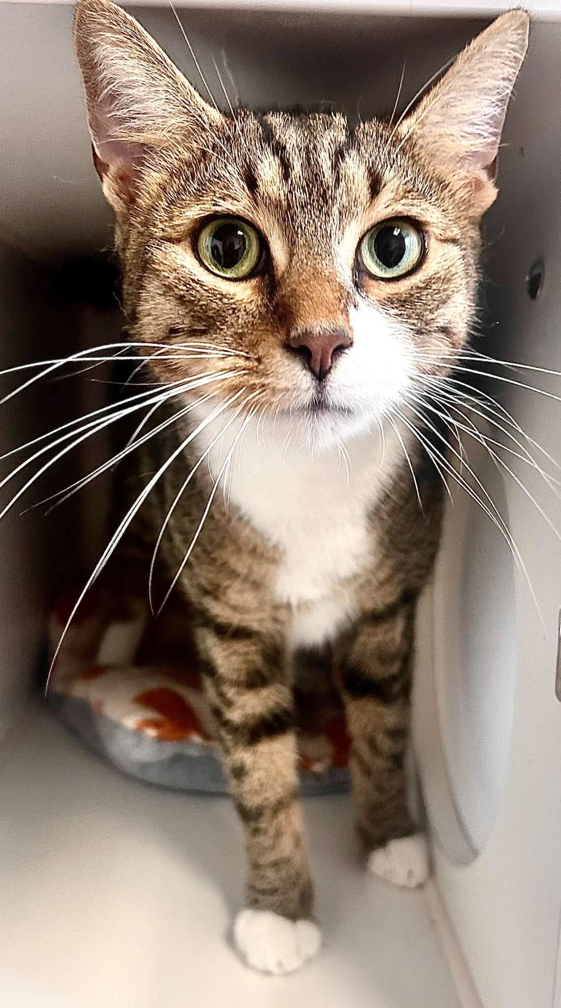 Abbott - Domestic Short Hair