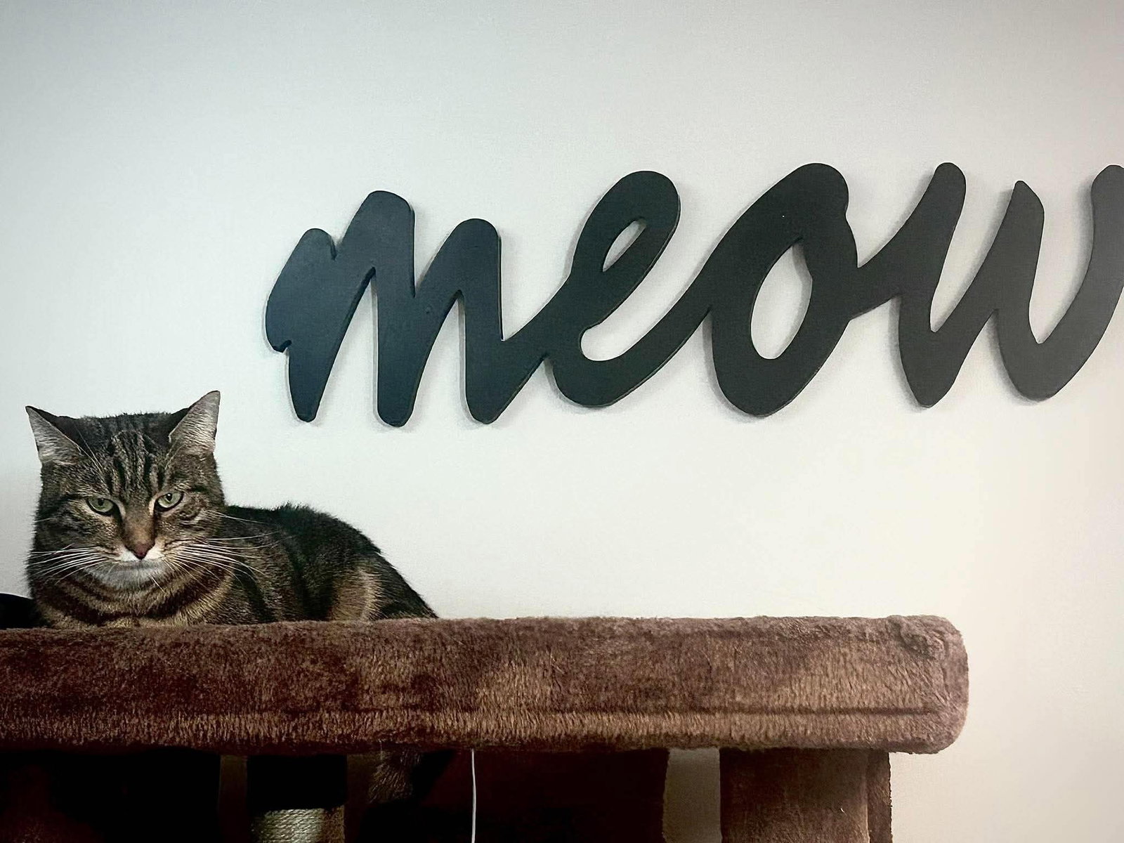 Abbott, Domestic Short Hair