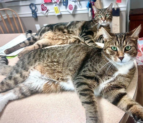 Abbott bonded with Costello, a cat for adoption from Forever Love Rescue Inc