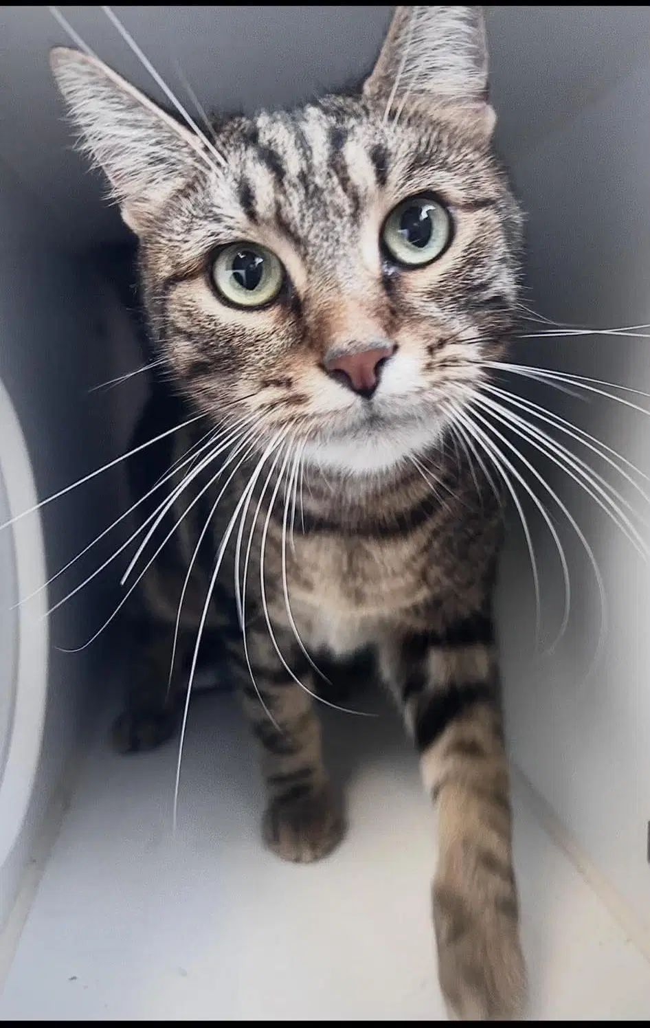 Costello - Domestic Short Hair