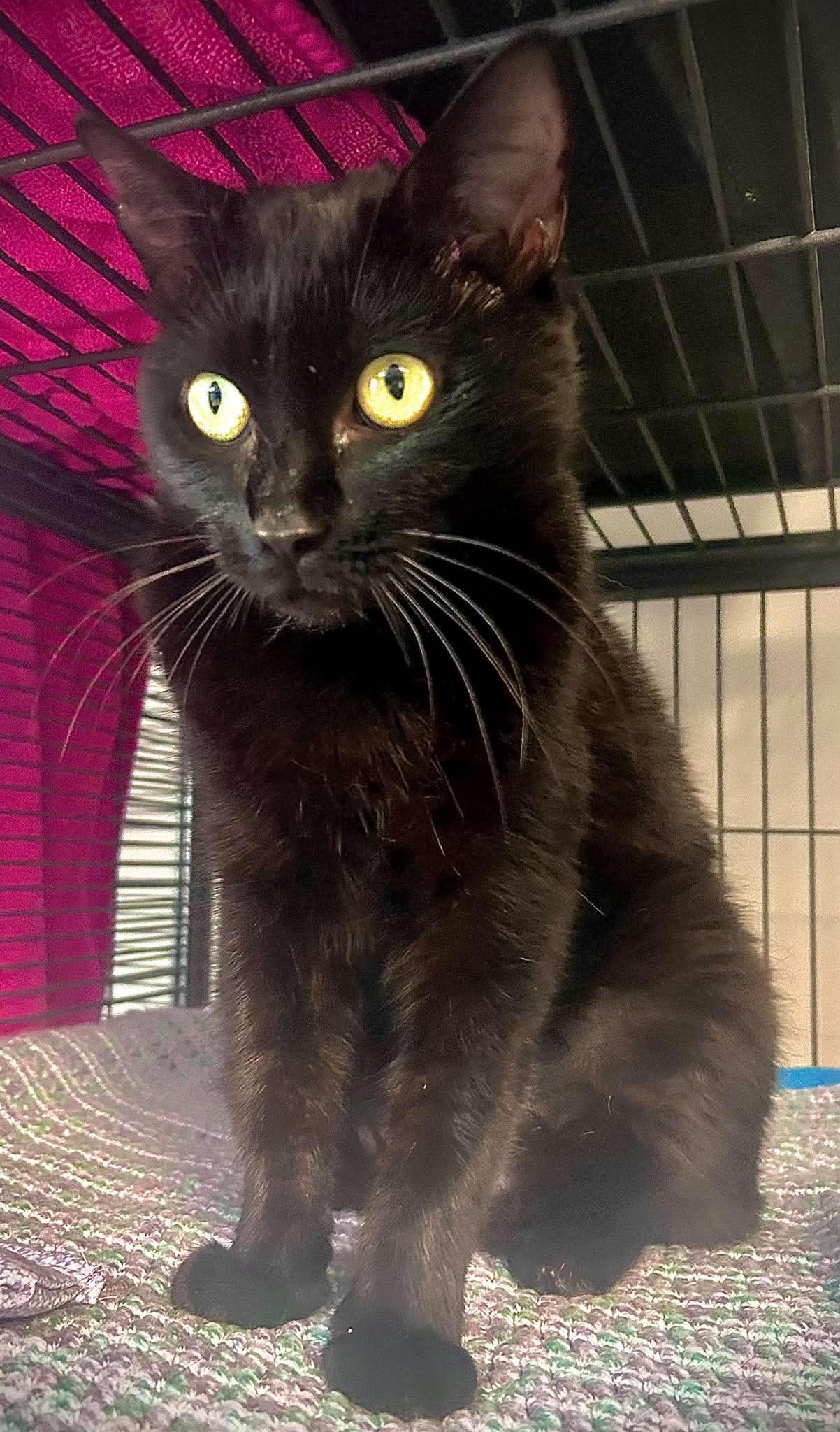 Onyx