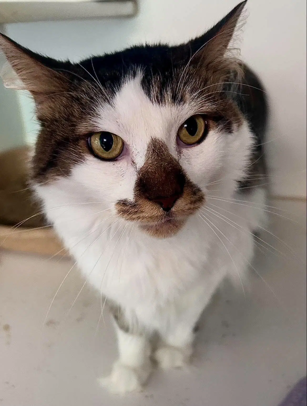 Chewee - Domestic Short Hair