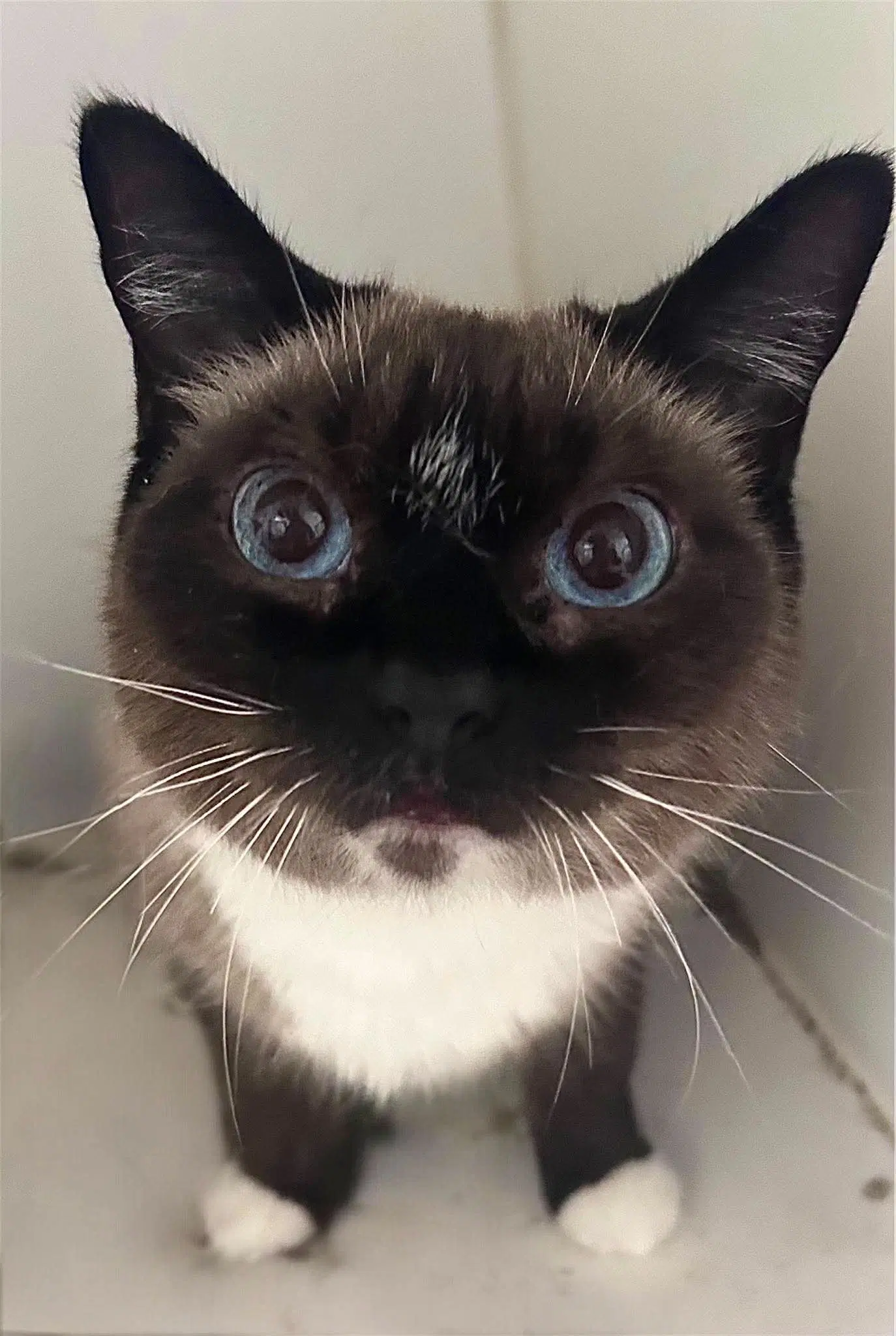 Mia - Domestic Short Hair