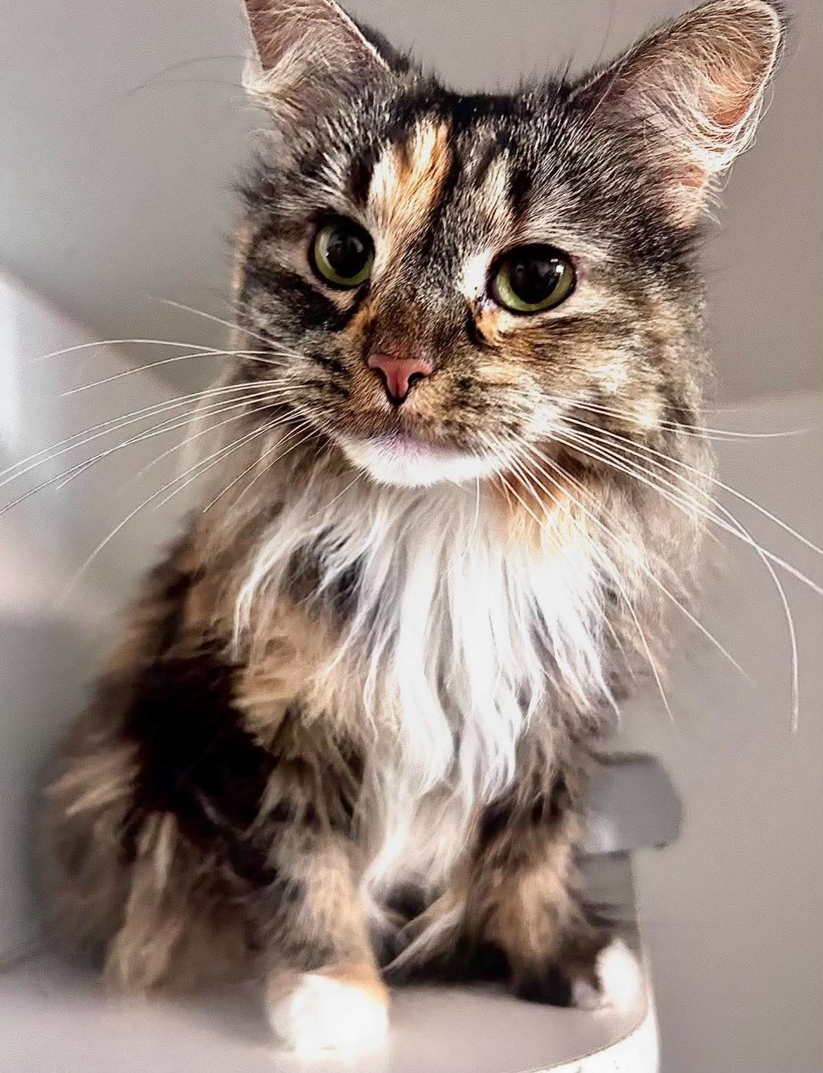 Nala - Domestic Long Hair