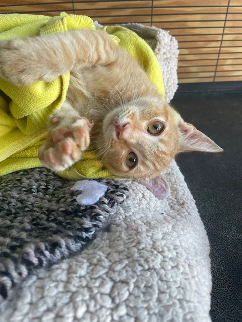 Sherbet Foster Cat