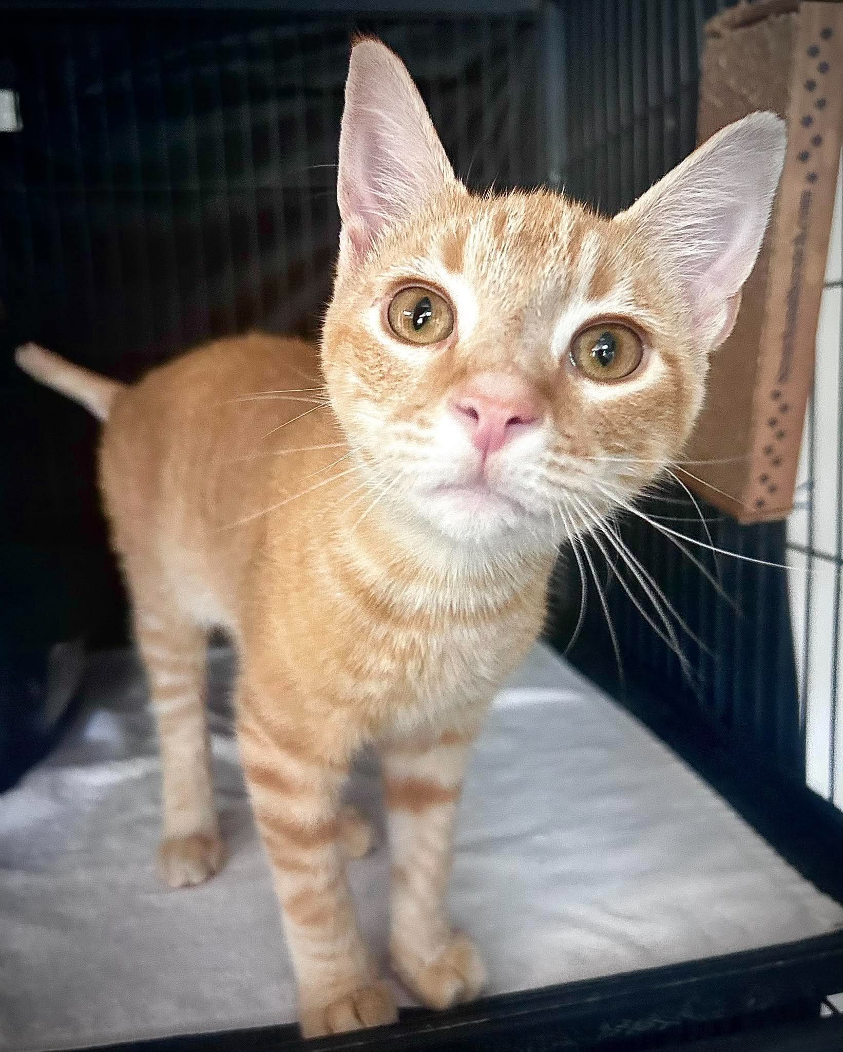 Sherbet - Domestic Short Hair