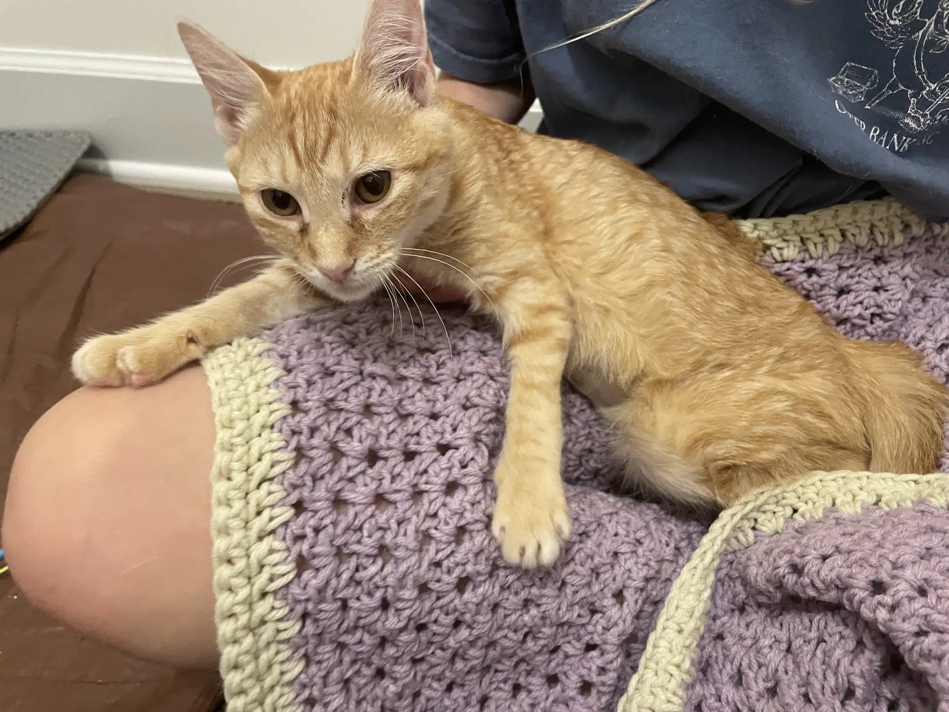 Sandstorm Foster Cat Bonded With Greystripe - Domestic Short Hair