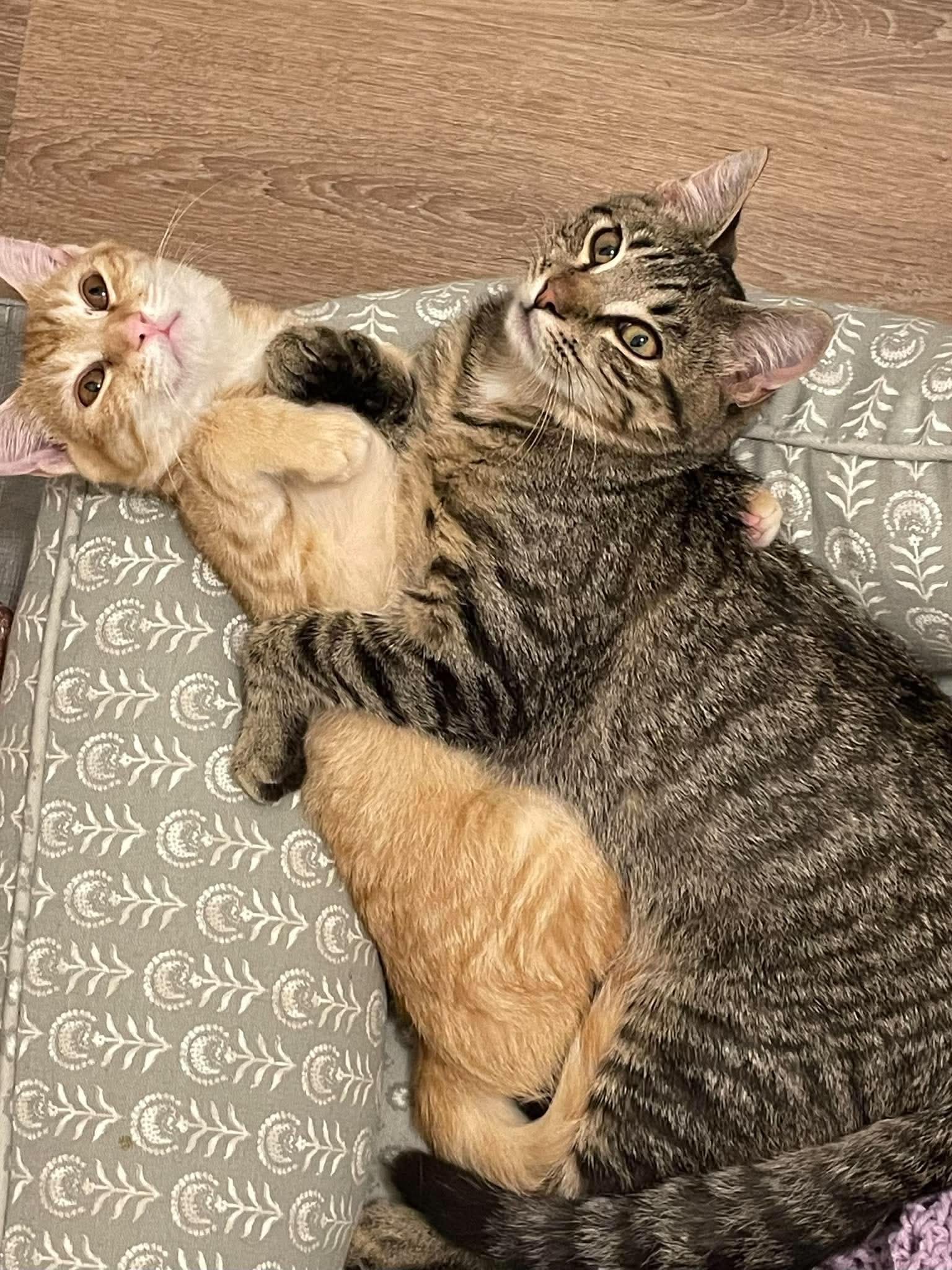 Sandstorm Foster Cat Bonded With Greystripe image 3