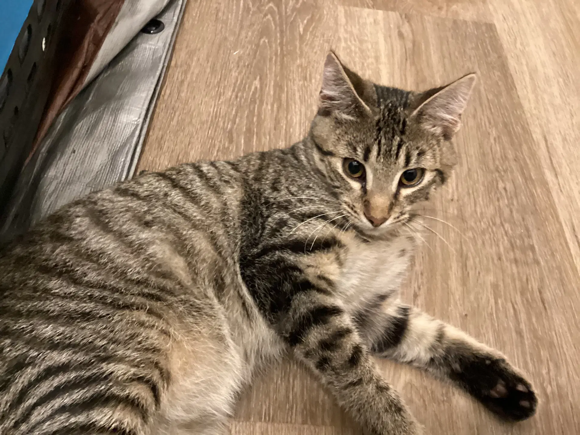 Greystripe - Domestic Short Hair