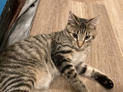 Greystripe, a cat for adoption from Forever Love Rescue Inc