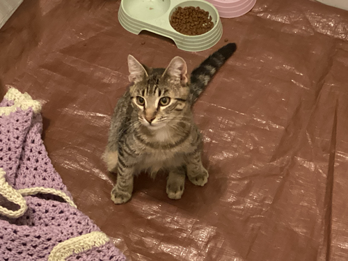 Photo 2 of Greystripe