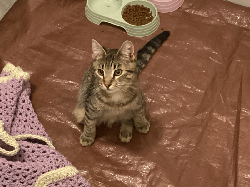 Greystripe, photo 2