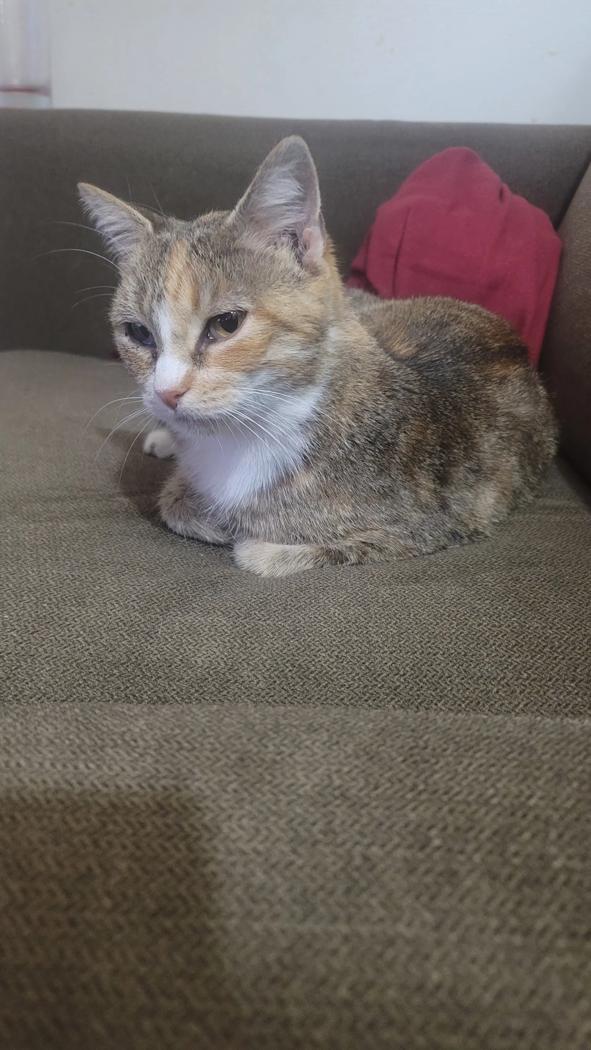 Kanga Fiv Foster Cat - Domestic Short Hair