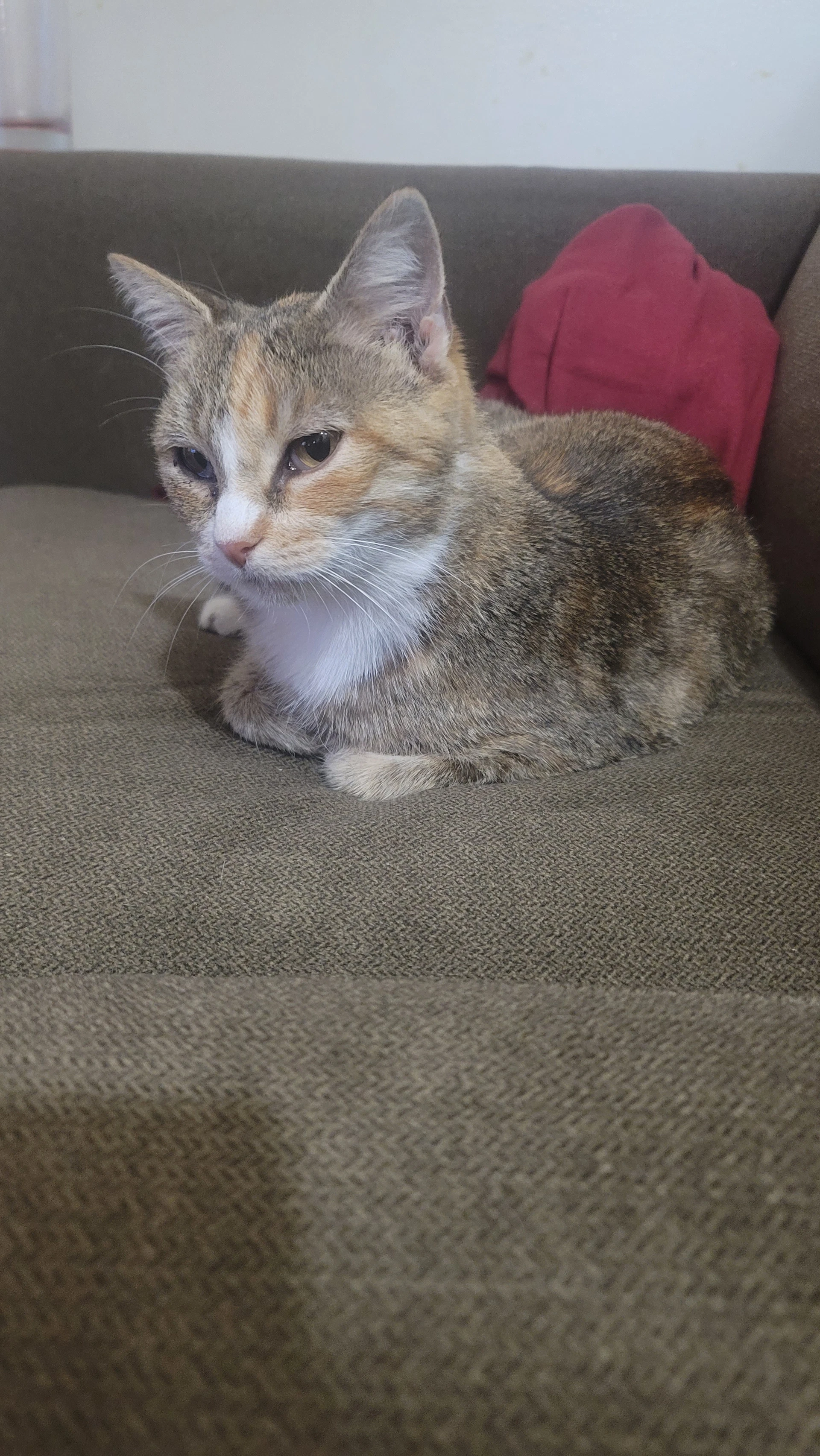 Kanga Fiv Foster Cat