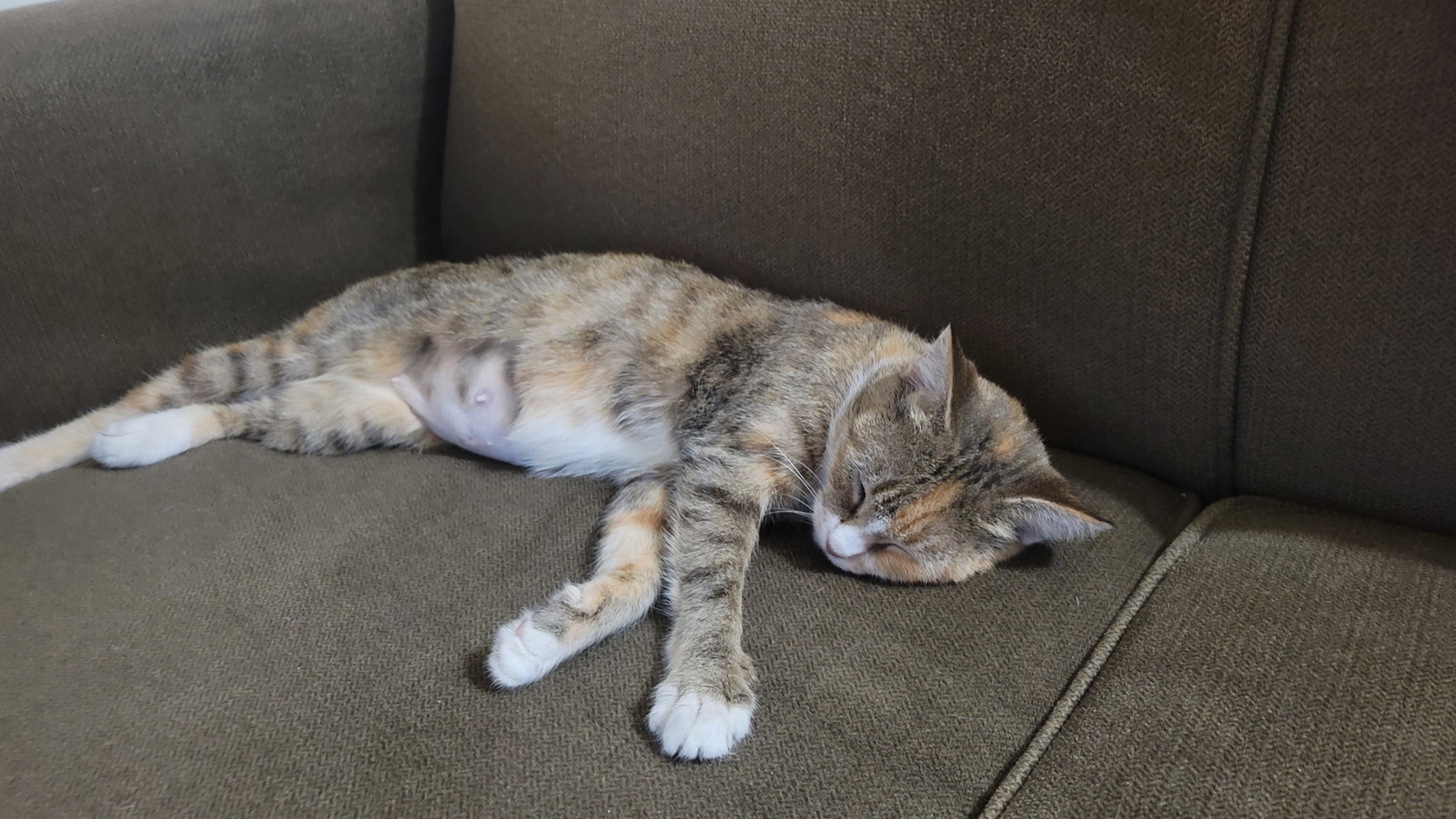 Kanga (FIV+) (foster cat), photo 3