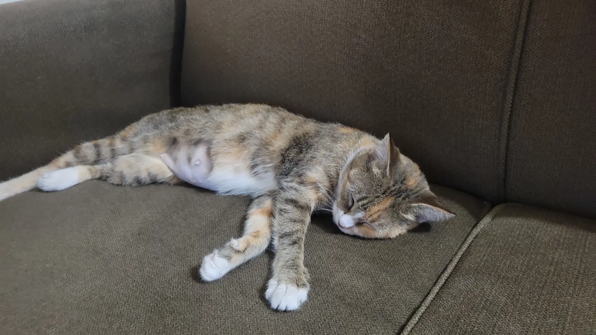 Kanga Fiv Foster Cat image 3