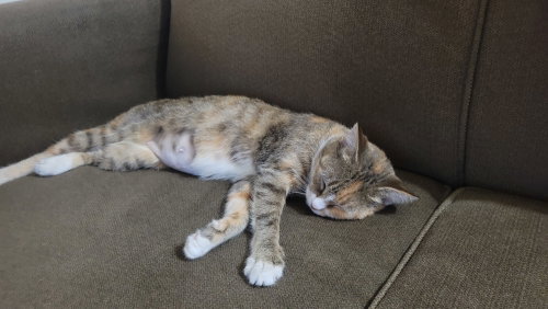 Photo 3 of Kanga (FIV+) (foster cat)