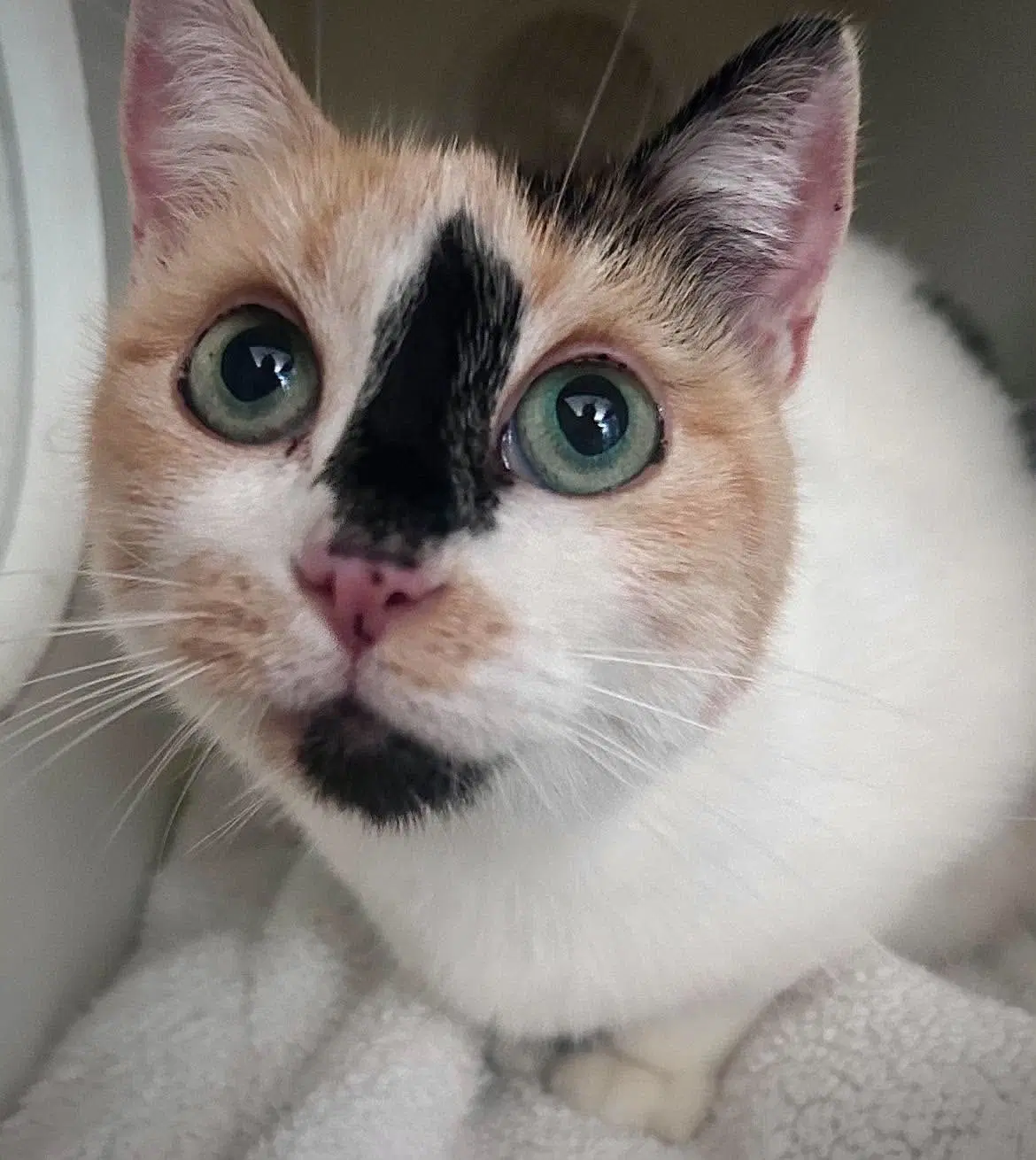 Fritter - Domestic Short Hair
