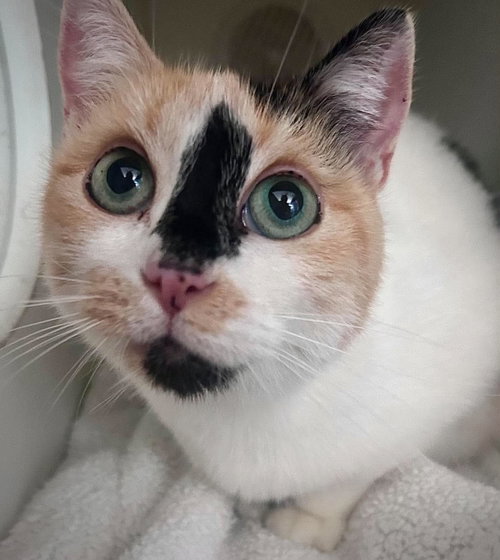 Fritter, a cat for adoption from Forever Love Rescue Inc