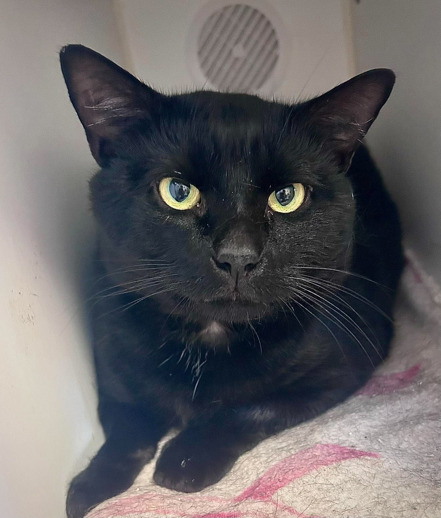 Booman - Domestic Short Hair