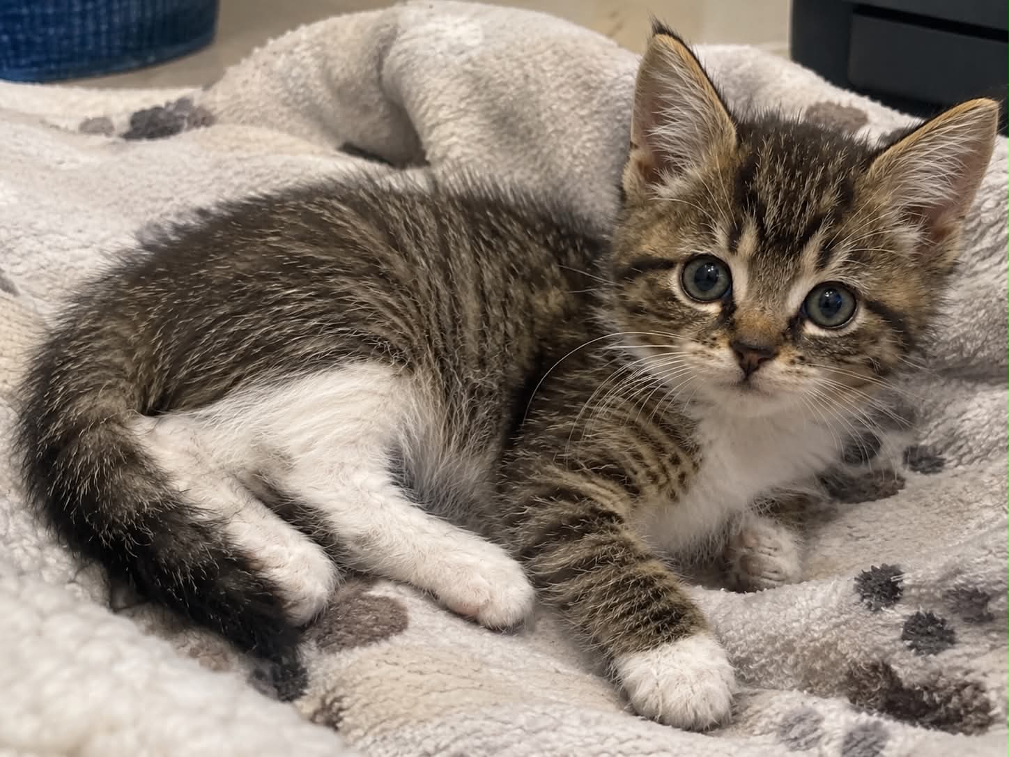 Turtle Foster Cat